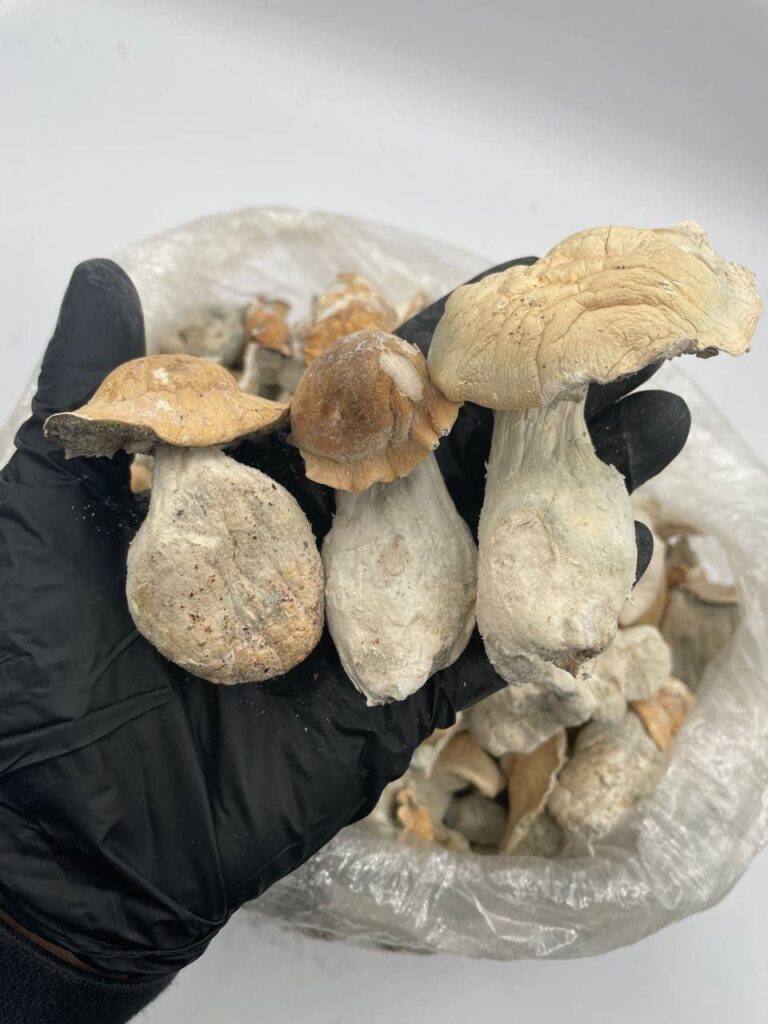 MAGIC MUSHROOM