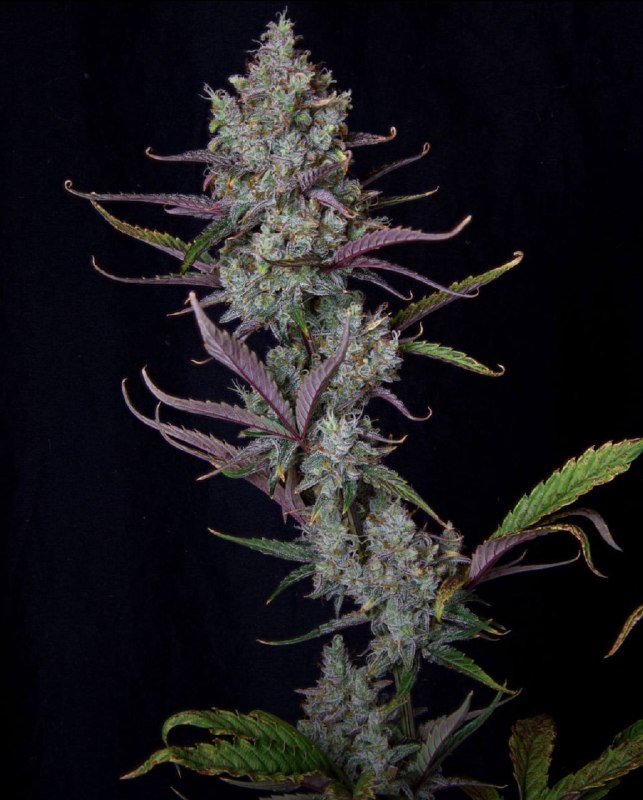 CANNABIS
