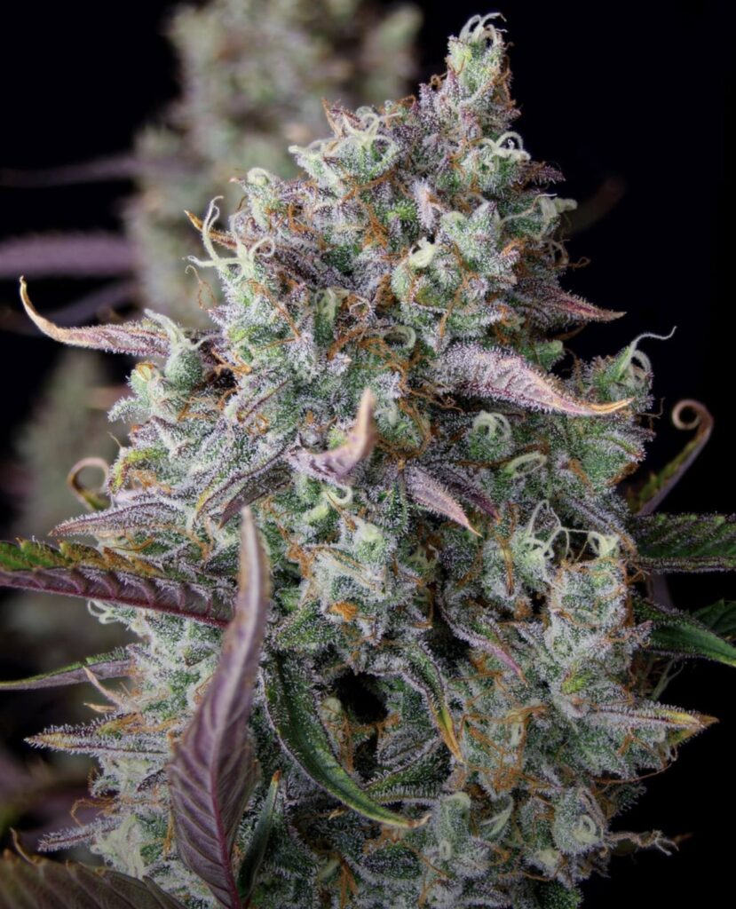 CANNABIS