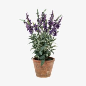 SALVIA