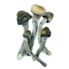 Blue Meanies Mushroom