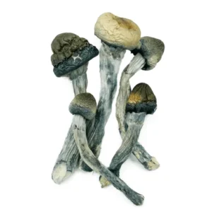 Blue Meanies Mushroom